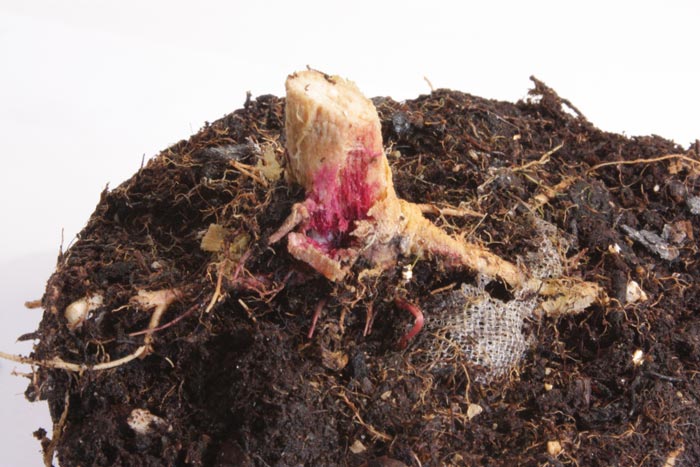 Fusarium radicular. En la foto un ataque severo de Fusarium solani a una planta madre. Obsérvese la coloración de cuello y de las raíces. 