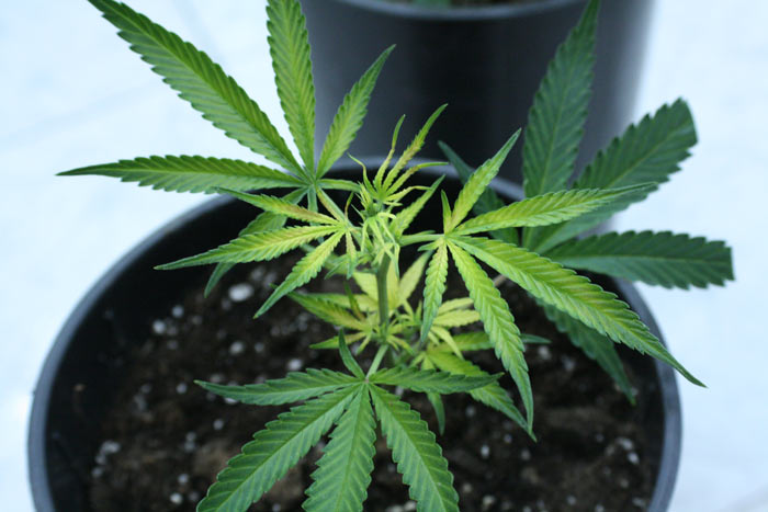 Las deficiencias nutricionales están incluidas en el grupo de las enfermedades abióticas. En la foto, una planta de cannabis con síntomas de carencia de calcio.