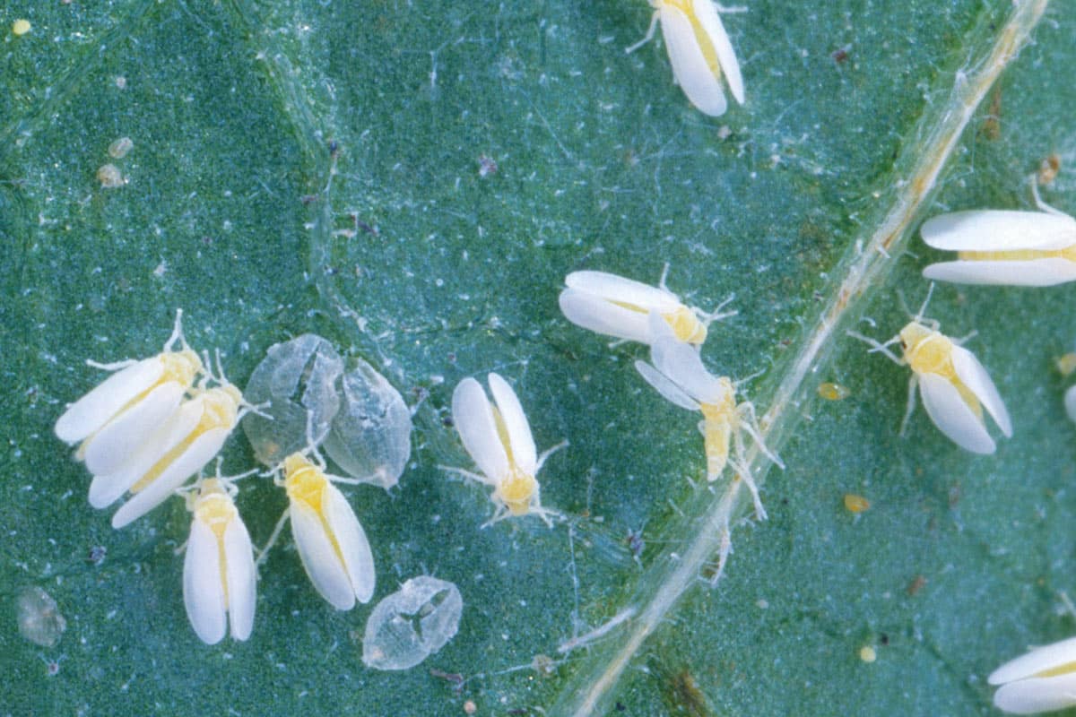 Bemisia tabaci (Scott Bauer, Wikipedia)