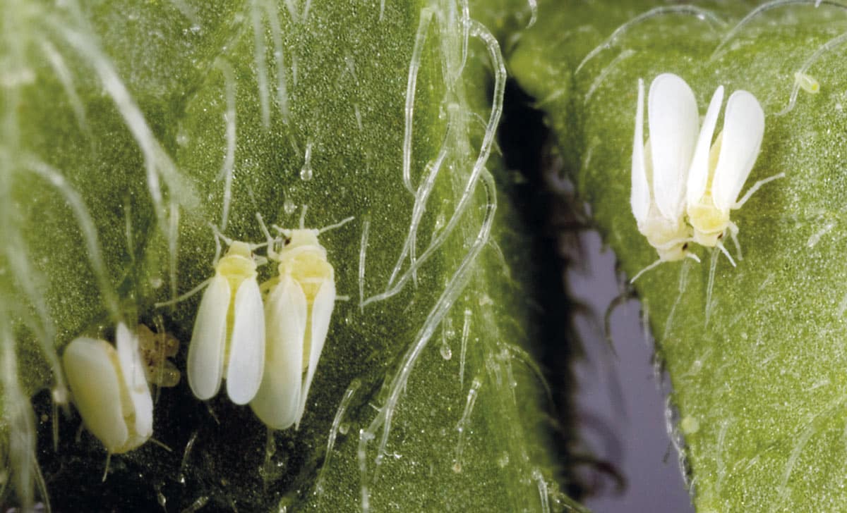 Varios ejemplares de Bemisia tabaci (Stephen Ausmus, Wikipedia)