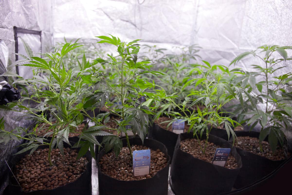 Crecimiento muy vigoroso de los esquejes