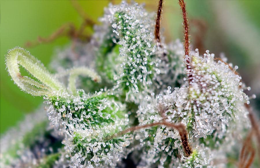 Primer plano de tricomas