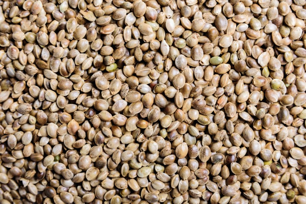 Hemp seeds