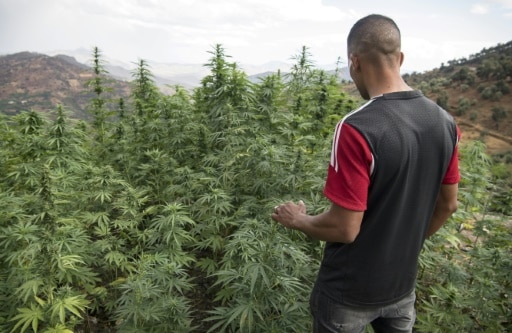 Un lugareño cerca de un cultivo de cannabis, en los alrededores de la ciudad de Ketama, en la región del Rif, en el norte de Marruecos, el 2 de septiembre de 2019