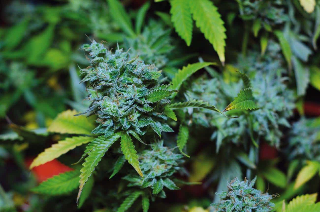 Nutrientes secundarios en el cultivo de cannabis