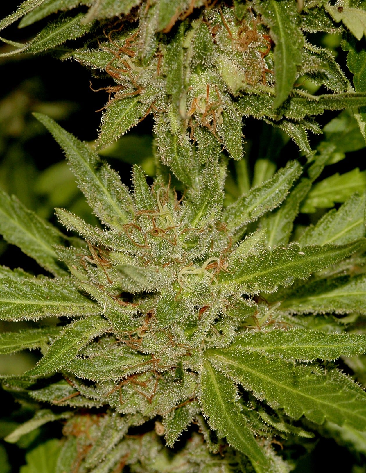 Cannabis medicinal detalle 3