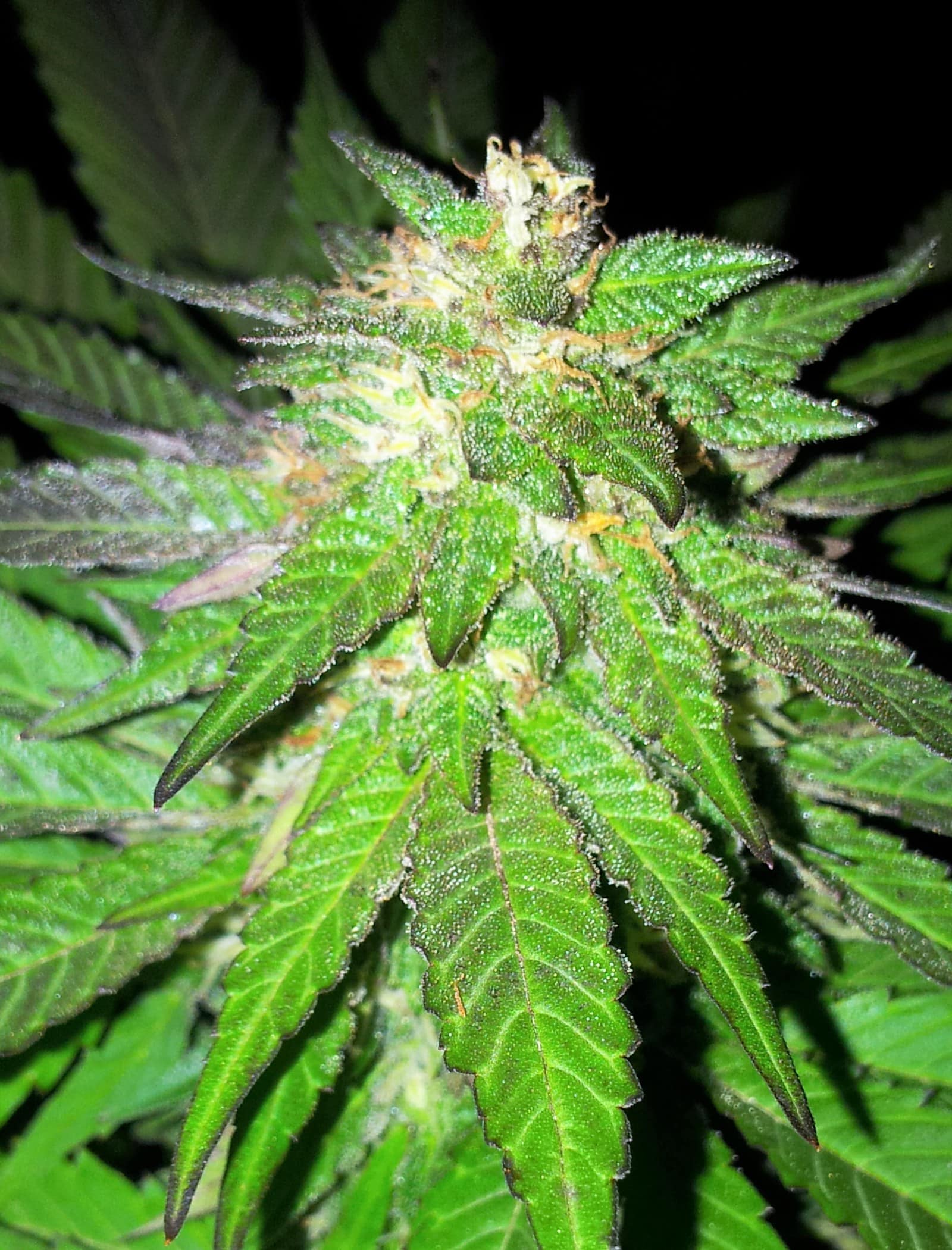 Cosecha, secado y curado foto 1