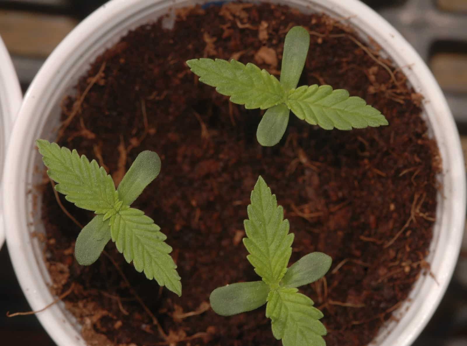 Microclimas en España foto 4