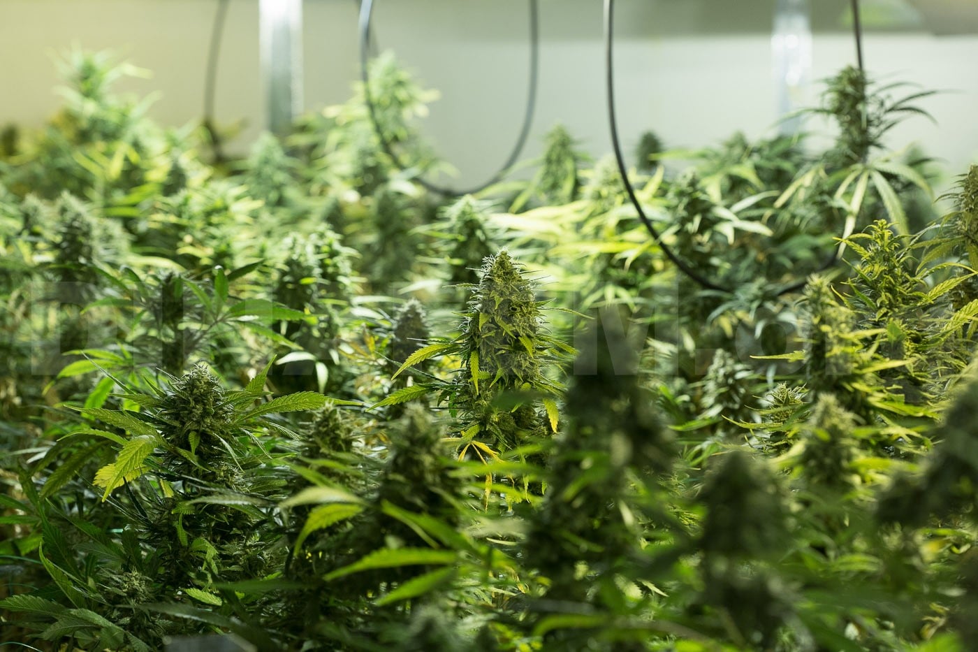 Cultivo indoor cannabis foto 1