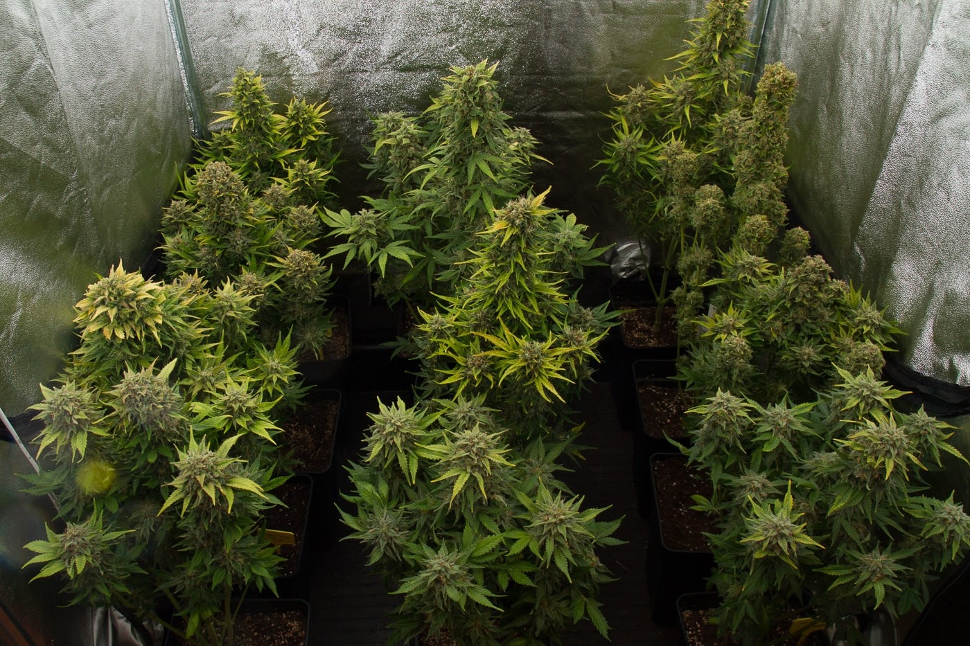 Cultivo indoor cannabis foto 3