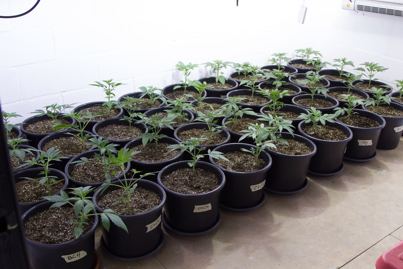 Cultivo indoor cannabis foto 4