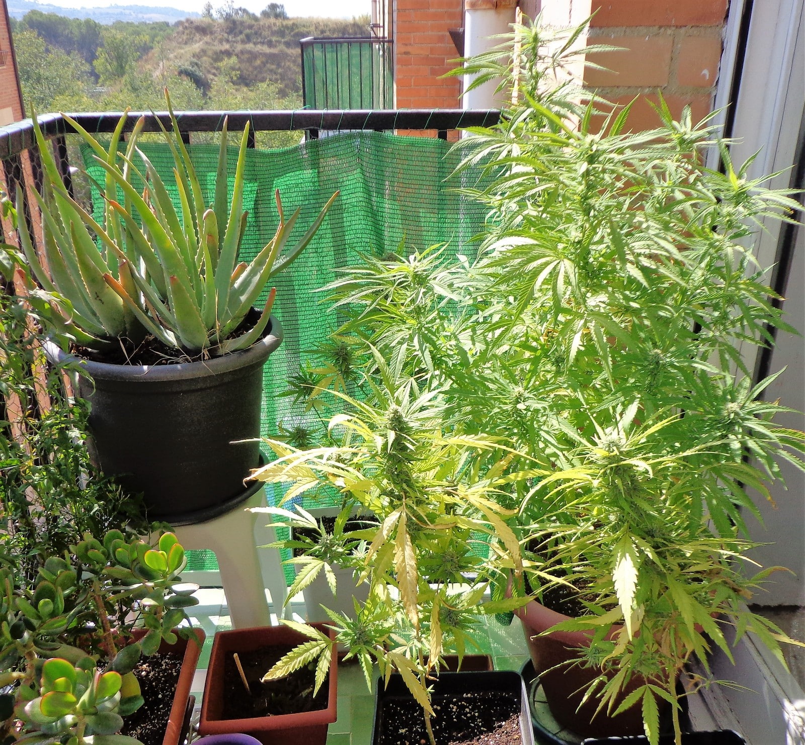 Cosecha, secado y curado foto 2