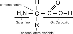 Aminoácidos en plantas foto 3
