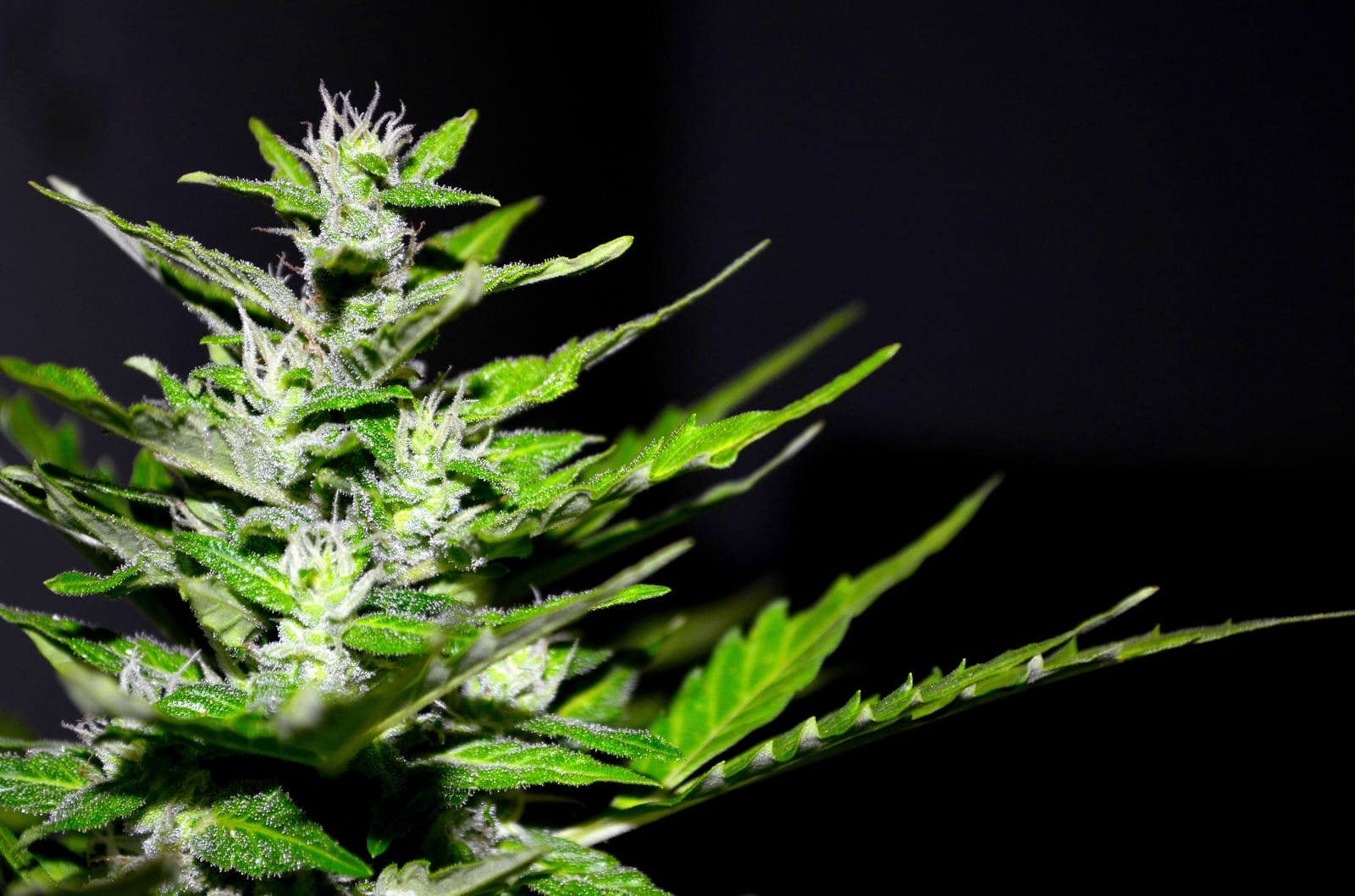 Cosecha, secado y curado foto 3