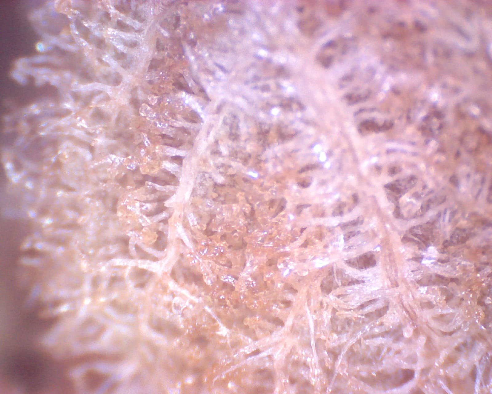 Hidroponía avanzada foto 2