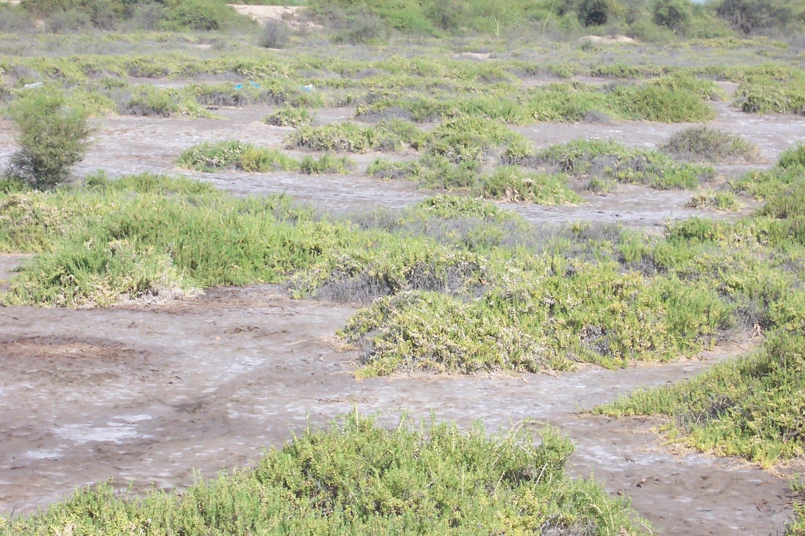 Fertilidad del suelo detalle 1