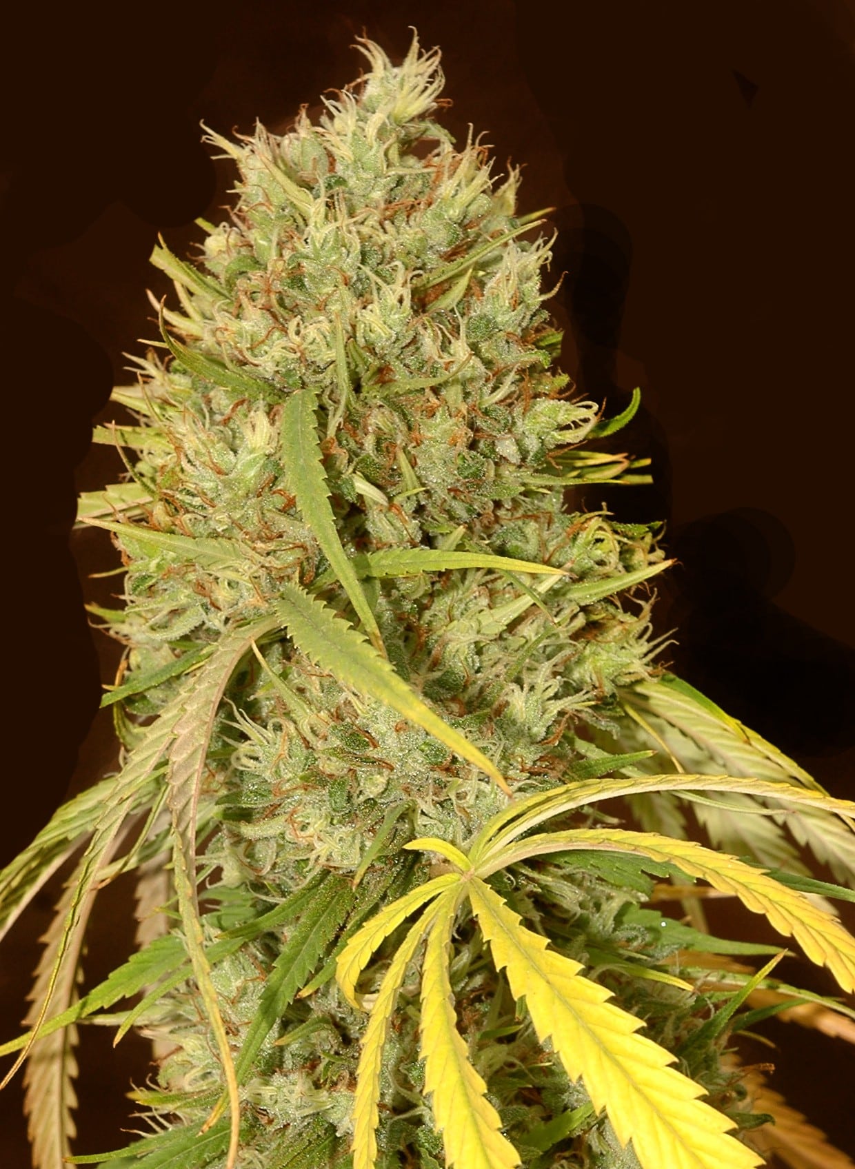 Estrés en cannabis detalle 3